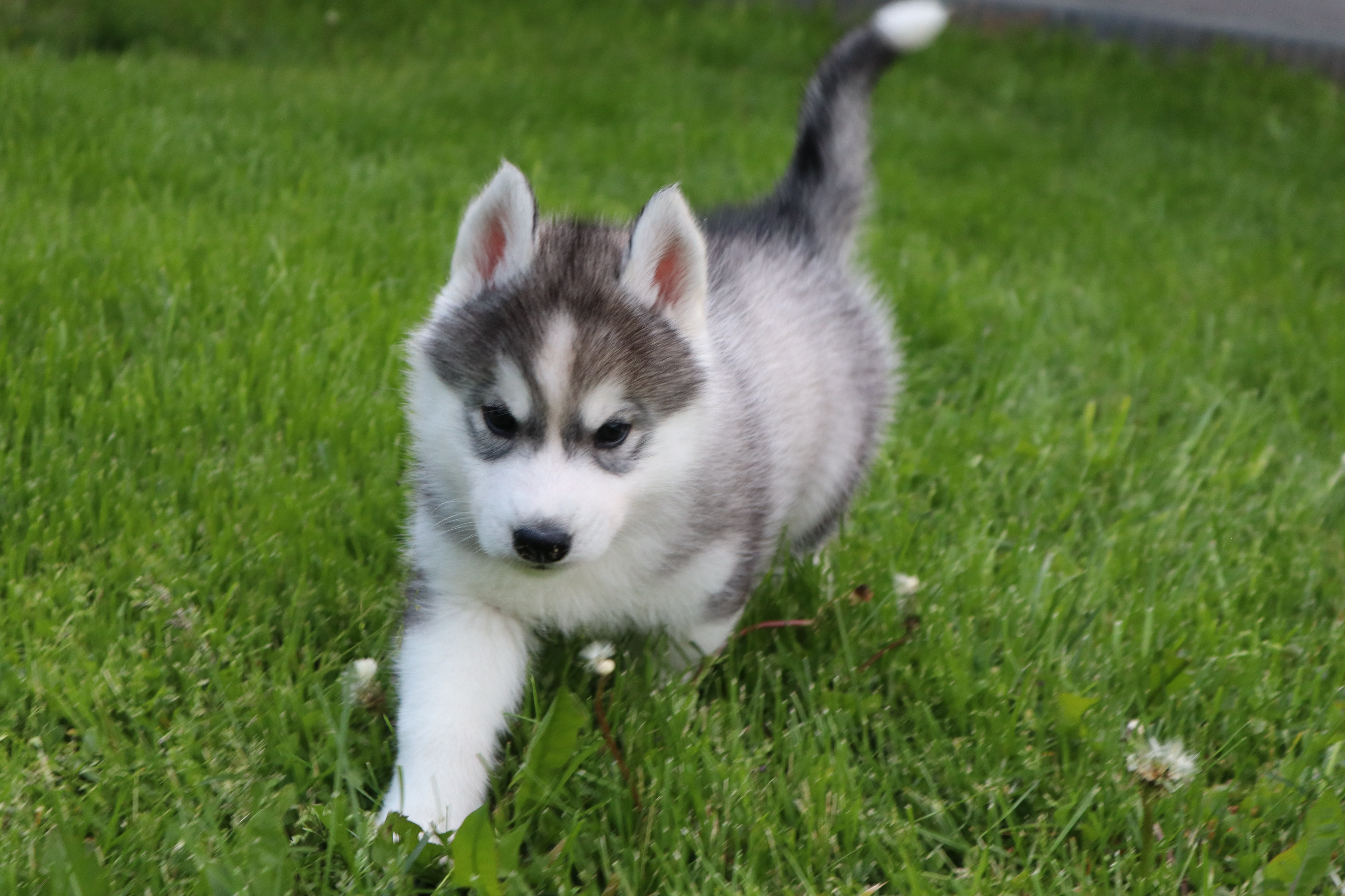 Jurassic Dreamland - Siberian Husky